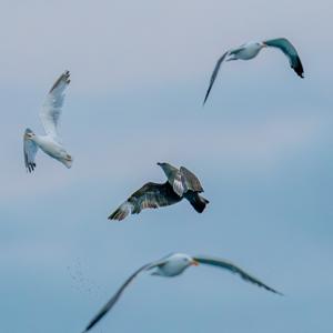 Stercorarius antarcticus