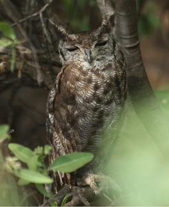 utils/thumbs/Strigidae/Bubo_8rCiHWYjAhxaWfLhmLvGqD.jpg