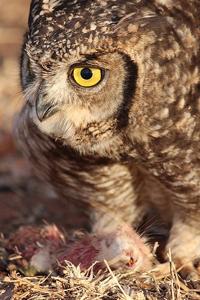 Bubo africanus