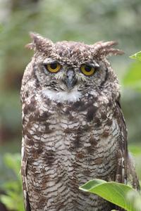 Bubo africanus