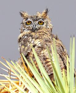 Bubo virginianus pallescens