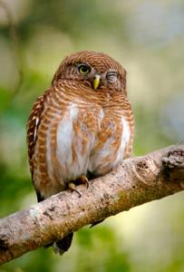Glaucidium cuculoides