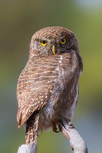 utils/thumbs/Strigidae/Glaucidium_XNUnPeZ4b9kfdWaCS9Hc7n.jpg