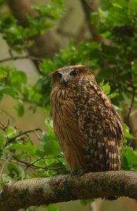 utils/thumbs/Strigidae/Ketupa_Ej29dmXzZCA9Rfxz6AFMEr.jpg