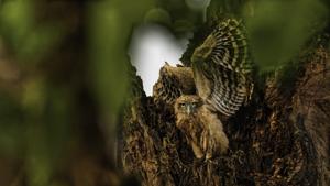 Ketupa zeylonensis