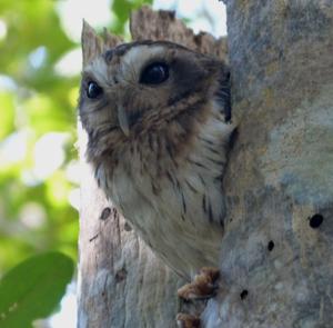 utils/thumbs/Strigidae/Margarobyas_HjEL7SjxZ8K687WGJHyyWv.jpg