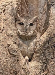 utils/thumbs/Strigidae/Otus_HWQyhRLugSUbSUDjbyoBpe.jpg