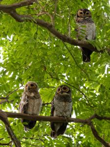 Strix seloputo seloputo