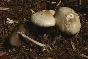 utils/thumbs/Strophariaceae/Agrocybe_MFsMZ3QMg3tn8XdbtzG7vy.jpg