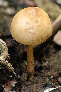 utils/thumbs/Strophariaceae/Agrocybe_RFo8N9MSqQTW4M6jrXVPbA.jpg