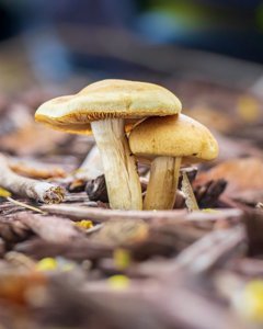 Agrocybe praecox