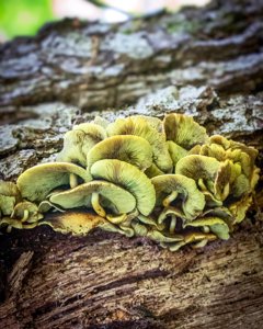 Hypholoma fasciculare