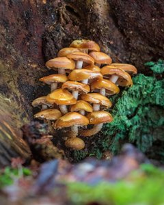 Kuehneromyces mutabilis