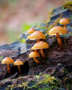 Kuehneromyces mutabilis