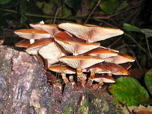utils/thumbs/Strophariaceae/Kuehneromyces_bg6NaSru4ZQFW4Lmc9gtxA.jpg