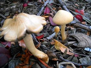 Leratiomyces percevalii