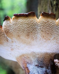 Leratiomyces squamosus