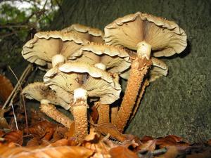 utils/thumbs/Strophariaceae/Pholiota_f5RUkiEUApRUDPmtEj9dEd.jpg