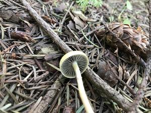 Protostropharia dorsipora