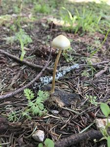 Protostropharia dorsipora