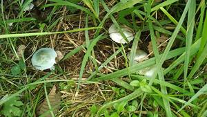 Stropharia pseudocyanea