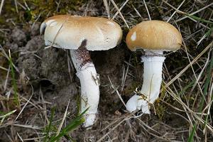 utils/thumbs/Strophariaceae/Stropharia_FeHEWKWy7iWmfBwD2WKycy.jpg