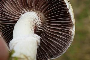 Stropharia aeruginosa