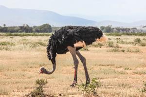 utils/thumbs/Struthionidae/Struthio_As45YdZZ4JjxRqKfYfTGEU.jpg
