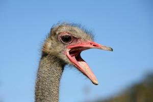 Struthio molybdophanes