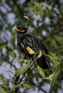 Acridotheres ginginianus