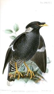 Acridotheres albocinctus