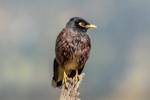 Acridotheres tristis