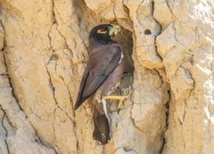 Acridotheres tristis