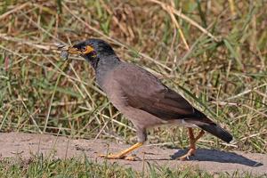 Acridotheres ginginianus