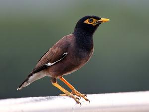 Acridotheres tristis