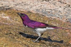 Cinnyricinclus leucogaster