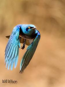 Lamprotornis chalybaeus