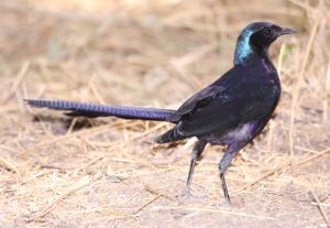 Lamprotornis mevesii