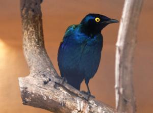 Lamprotornis purpureus purpureus