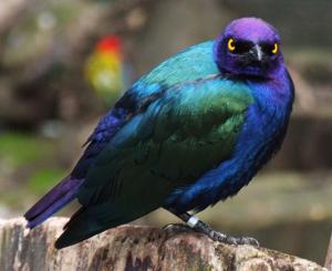 Lamprotornis purpureus