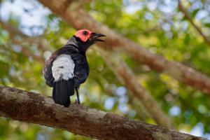 Sarcops calvus