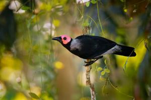 Sarcops calvus