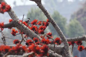 Saroglossa spilopterus