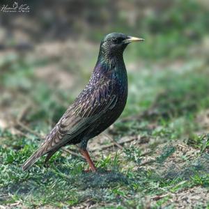 Sturnus vulgaris