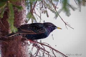Sturnus vulgaris