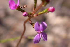 Stylidium productum