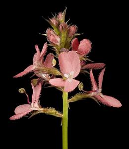 Stylidium squamosotuberosum