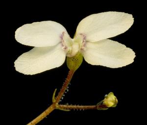 Stylidium perplexum