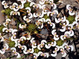 Stylidium eriopodum