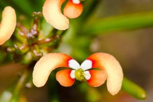 Stylidium eriopodum